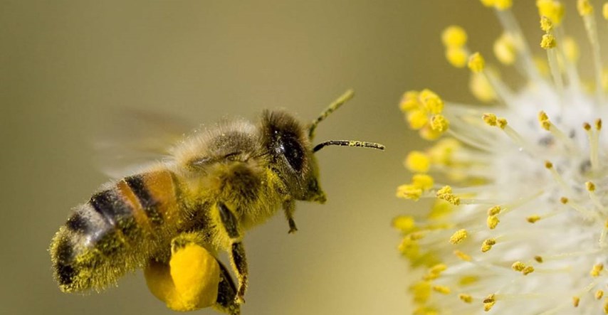 500 milijuna pčela uginulo u 3 mjeseca u Brazilu, razlog je užasan